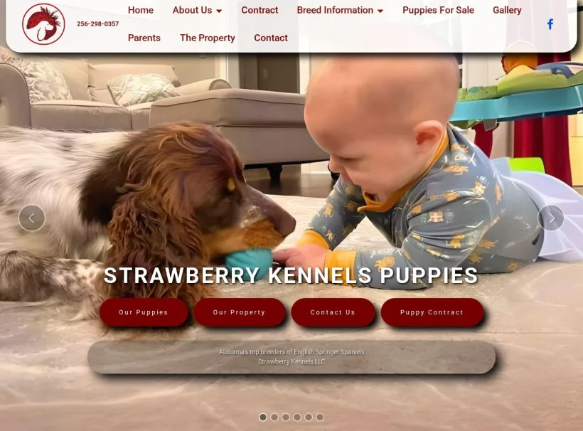Strawberry Kennels - Best English Springer Spaniels Breeder website